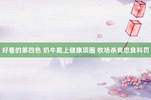 好看的第四色 奶牛戴上健康项圈 牧场杀青忠良科罚